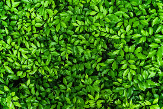 Top view of natural green leaf for nature background