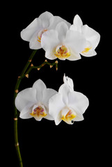 Fototapeta premium Kwiaty orchidei na banch na białym na czarnym tle.