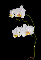 Naklejka na ściany i meble Orchids flowers on banch isolated on black background.