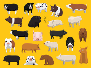 Various Pig Breeds Poses Cartoon Vector Illustration