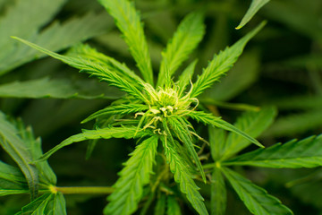 Medicinal indica with CBD. Young cannabis plant. In door grow hemp. Cannabis at the beginning of...