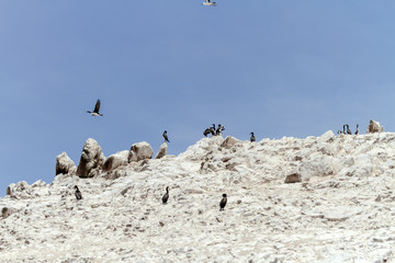 Fototapeta premium Kormorany Guanay na guanie na jednej z wysp Ballestas (Paracas, Peru)