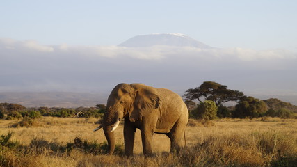 Fototapeta na wymiar Kilimandscharo Elefant