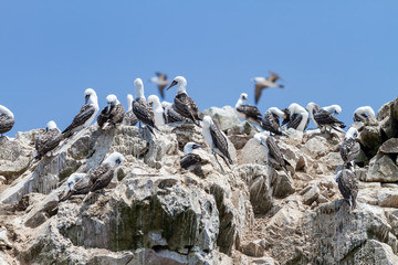 Peruvian Boobys birds on the guano in one of the Ballestas Islands (Paracas, Peru)