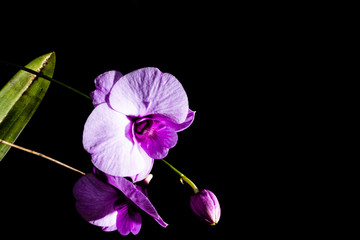 Beautiful violet orchid,isolated with flashlight before a dark background.