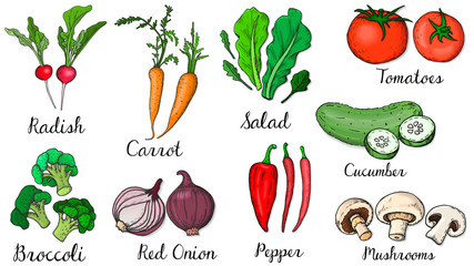 Vector Illustration of Vegetables Set Sketch Style: Salad, Carrot, Radish, Broccoli, Tomatoes, Cucumber, Pepper, Onion, Mushrooms