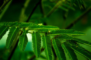 mimosa plant