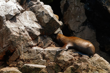 Naklejka premium Lew morski odpoczywa opalając się na skale na wyspach Ballestas (Paracas, Peru)