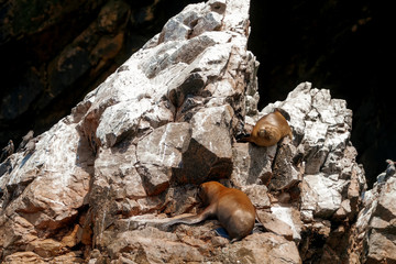 Fototapeta premium Dwa lwy morskie śpią opalając się na skale na wyspach Ballestas (Paracas, Peru)