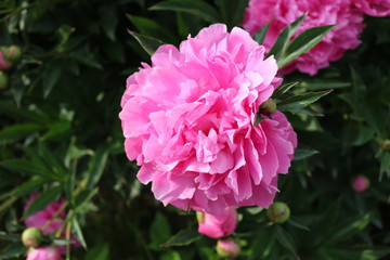 Rosa Blume