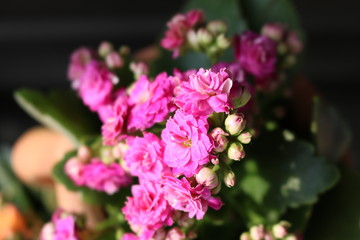 Obraz premium Rosa Blumen