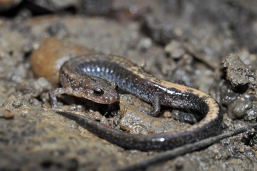 Redback salamander