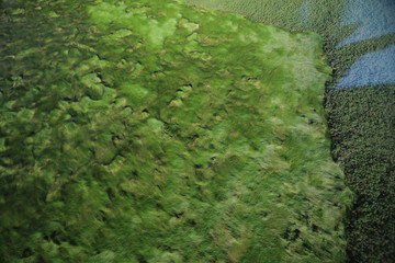 Top view of green swamps with islands