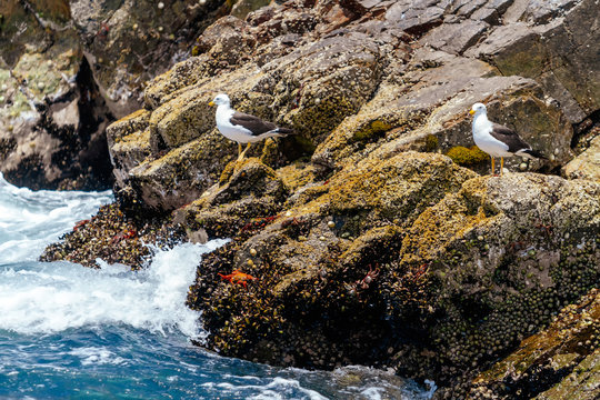 Two seagulls next to crabs in the surf of one of the Ballestas Islands (Paracas, Peru)