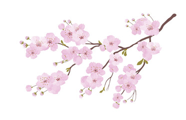 ПечатьBlooming Pink Cherry Blossom Branches isolated on white background