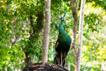 Naklejka premium Indian peacock, blue peacock Forest in true nature in Thailand.