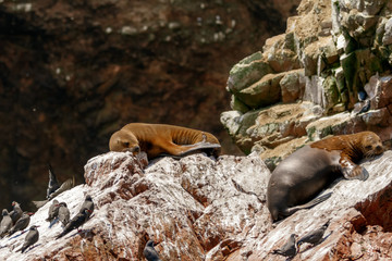 Naklejka premium Dwa lwy morskie śpią na skale obok ptaków na wyspach Ballestas (Paracas, Peru)