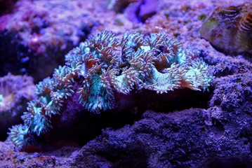 a large marine mollusk lies on the bottom of the coral and sand in the clear water