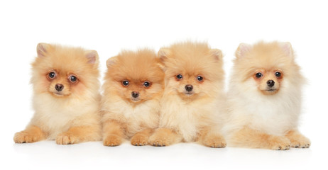 Obraz premium Group of Pomeranian Spitz puppies