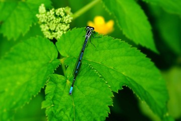a small blue dragonfly sits on the green leaves of the plant