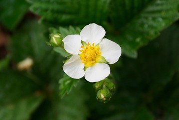 Obraz na płótnie Canvas small white strawberry flower on a green bush