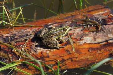 a large green frog sits on a wooden brown wet board in the water of a reservoir