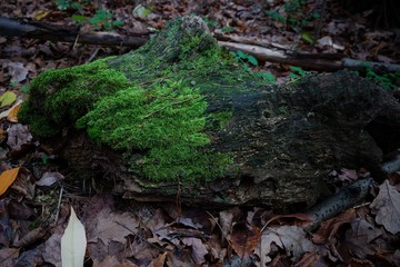 an old gray piece of log overgrown with green moss lies on dry brown leaves