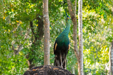 Obraz premium Indian peacock, blue peacock Forest in true nature in Thailand.