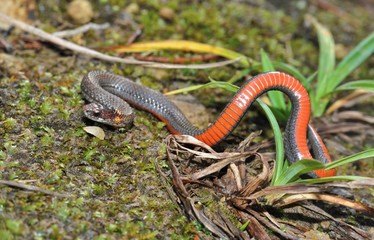 Northern redbelly snake