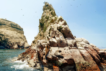Fototapeta premium Trzy lwy morskie odpoczywają w punkcie guano na wyspach Ballestas (Paracas, Peru)