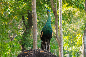 Obraz premium Indian peacock, blue peacock Forest in true nature in Thailand.