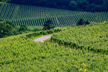 city landscape © Filip