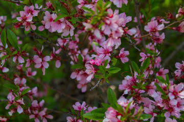 Blossoming of the cherry-tree.