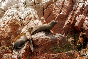Fototapeta premium Dwa lwy morskie wędrują wśród czerwonych skał wysp Ballestas (Paracas, Peru)