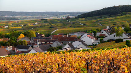 Endless hills of vineyards near Reims in Champagne region, France - 242990570