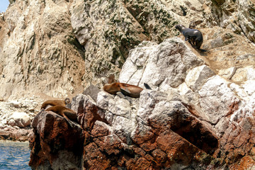 Fototapeta premium Lwy morskie śpią w słońcu, podczas gdy jeden z nich wędruje wśród skał wysp Ballestas (Paracas, Peru)