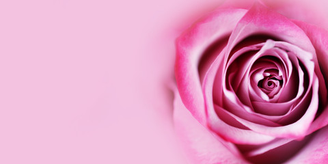 Fototapeta na wymiar Pink rose flower background