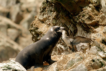 Fototapeta premium Lew morski poluje na peruwiańskiego minka na skałach wysp Ballestas (Paracas, Peru)
