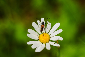 Bugs