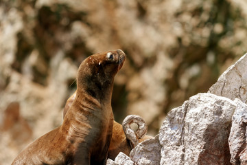 Fototapeta premium Zbliżenie lwa morskiego obserwującego uważnie wśród skał wysp Ballestas (Paracas, Peru)