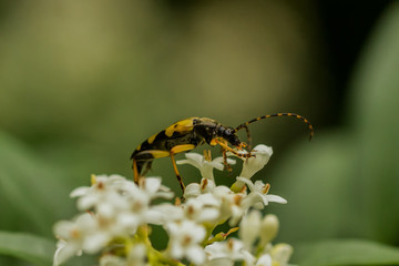 Bugs