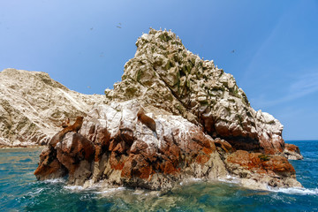 Naklejka premium Lwy morskie opalające się na wysepce wysp Ballestas (Paracas, Peru)