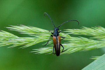 Bugs