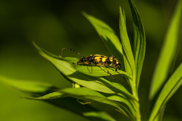 Bugs