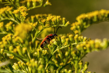 Bugs