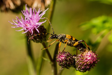 Bugs