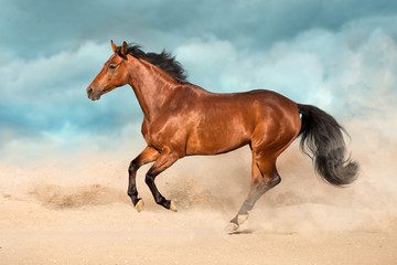 Bay horse run gallop in desert sand