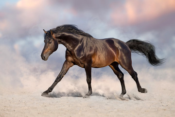 Bay horse run gallop in desert sand