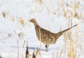 Common pheasant female, Phasianus colchicus