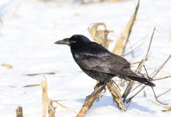  Carrion Crow on snow, Corvus corone